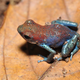 A strawberry poison dart frog, one of many poison frogs that can be purchased online. Image: Pavel Kirillov/Flickr
